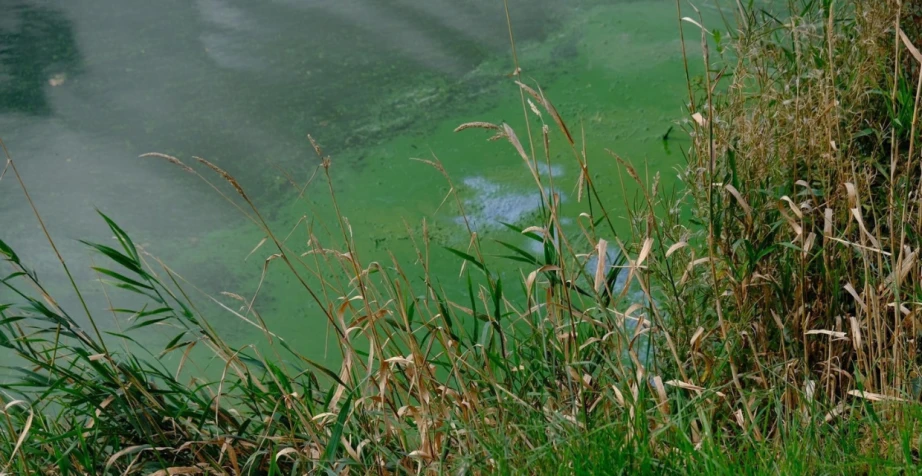 Living Water? The Challenge of the Ongoing Lough Neagh Crisis